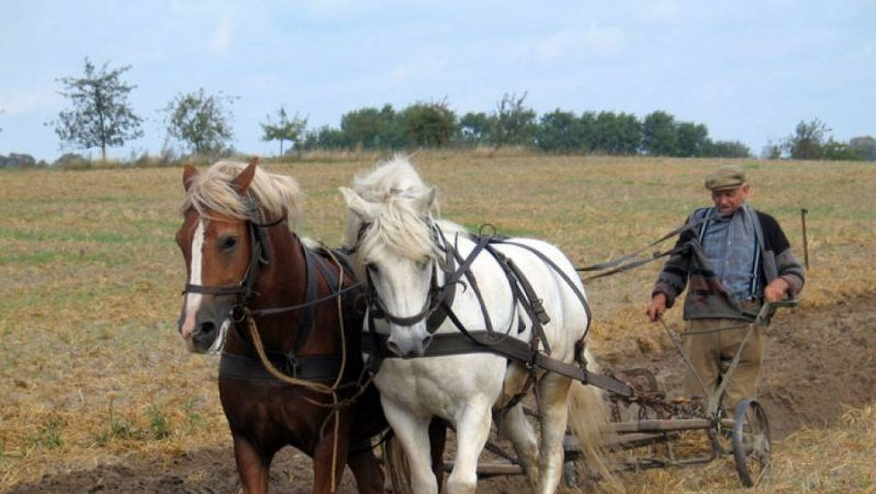 Un agricultor din Drochia nu renunţă la plugul tras de cai