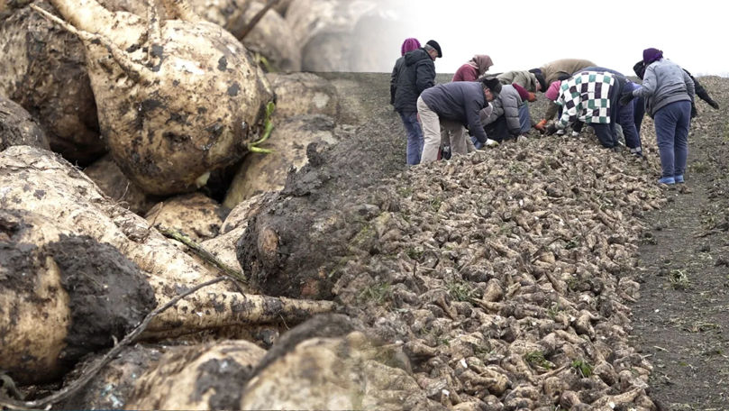 Sfecla de zahăr, compromisă la 60%. Agricultor: Avem pierderi enorme