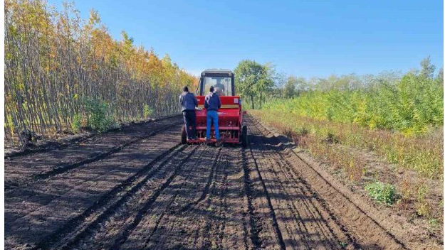 Silvicultorii din ţară au completat pepinierele cu 40 ha de semănături