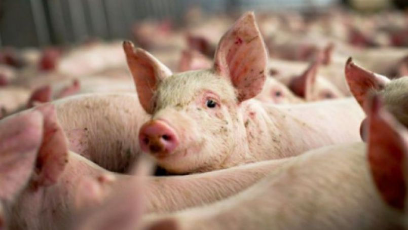 Cazuri de pestă porcină și un focar de rabie, înregistrate în R. Moldova