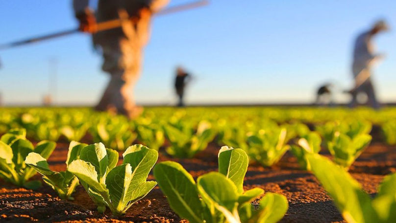 Agricultura, motorul principal al exporturilor: Unde ajung 45% din producție