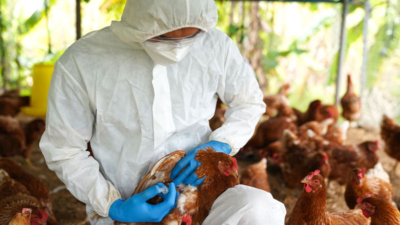 Focare de pestă porcină, rabie și gripă aviară, înregistrate în Moldova