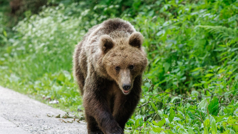 Un urs a atacat o familie în Slovacia: Părinții și-au protejat copiii