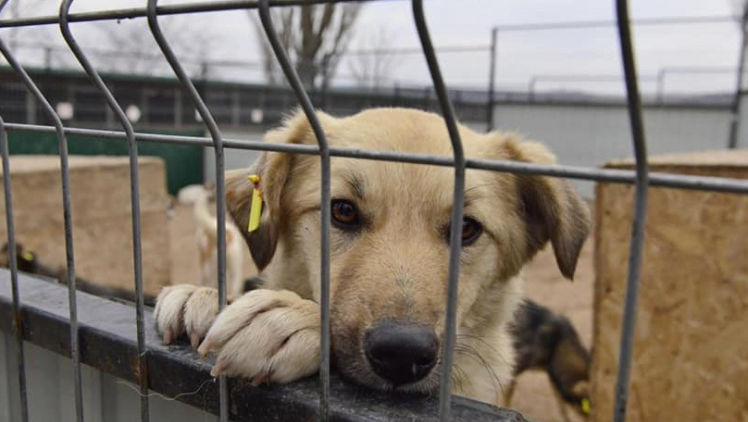 Mai mulți tineri din Chișinău vor ajuta la îngrijirea animalelor