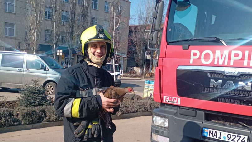 Pompierii din Căușeni au salvat de la înălțime un pui de fazan