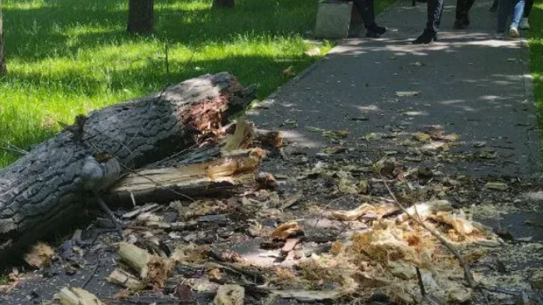 Tragedia din parcul Alunelul: Maistrul Spaţiilor Verzi scapă de pușcărie