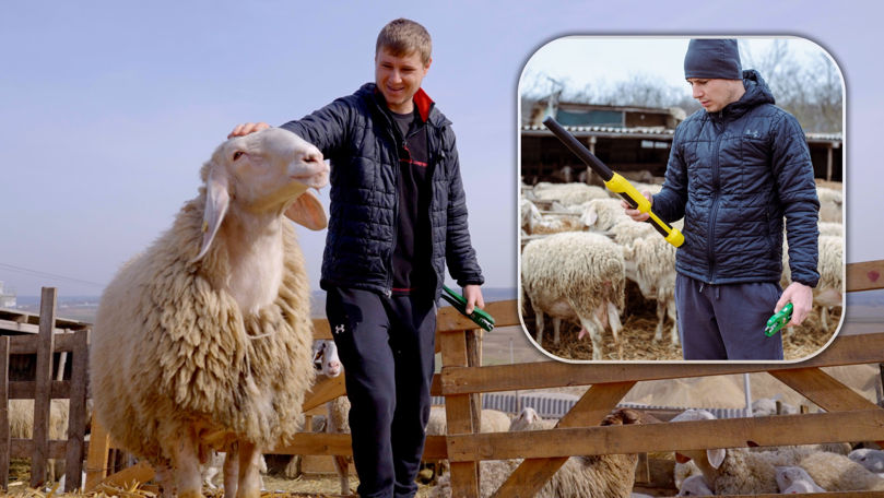 Primele ovine și caprine din Republica Moldova cu pașapoarte digitale