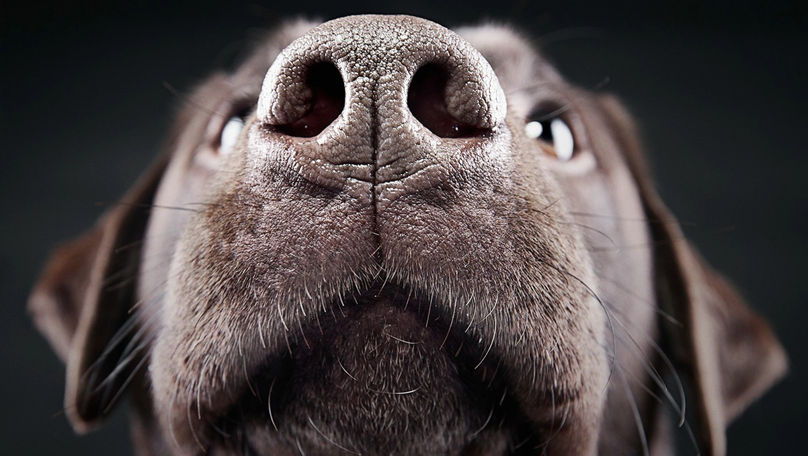 Lumea văzută prin miros: Cum funcționează simțul olfactiv al câinilor