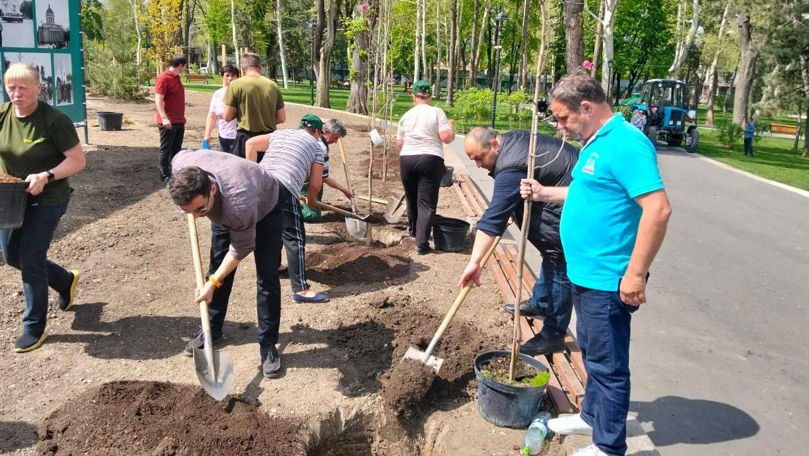Lucrările de plantare a arborilor în spatele Catedralei, finalizate