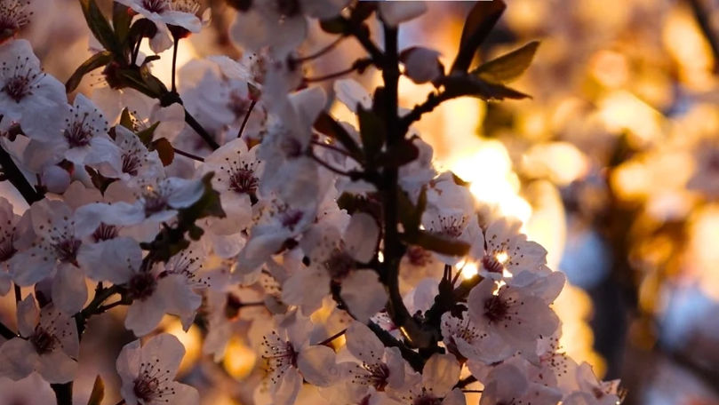 Aproape ca la Tokyo. La Bălți au înflorit copacii de sakura și magnoliile