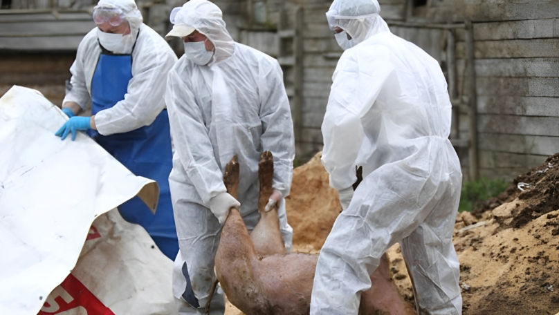 Sacrificarea s-a încheiat: 67.700 de porci, înhumați la Roșcani