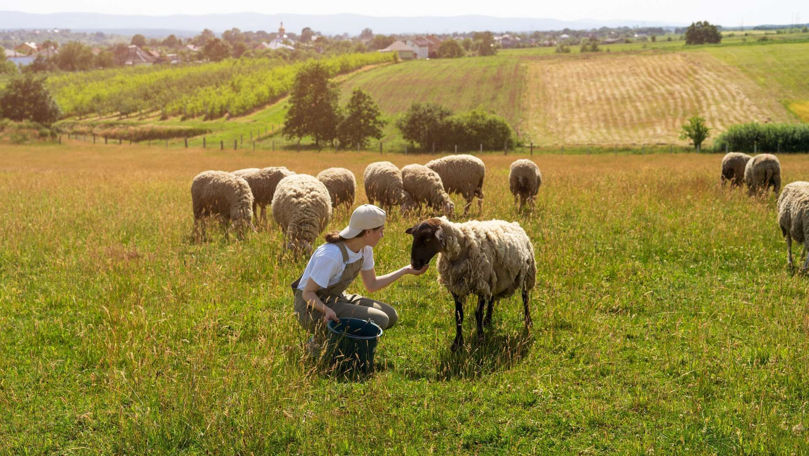 AIPA lansează apelul V de subvenții pentru crescătorii de ovine și caprine