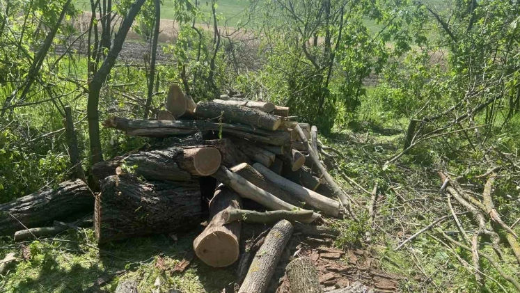 Zeci de arbori, tăiați ilegal la Temeleuți. Ce amendă a primit făptașul