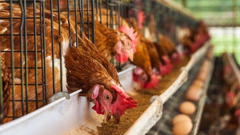 De ce sunt puțini exportatori moldoveni pe piața UE de carne și ouă