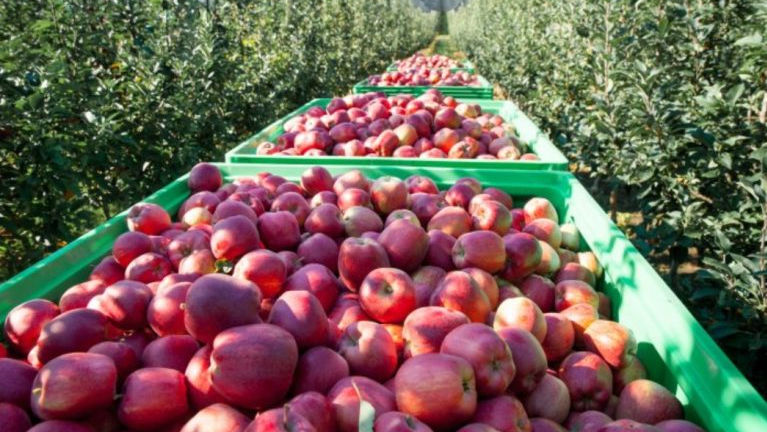 UE mărește cotele tarifare pentru unele produse agricole moldovenești