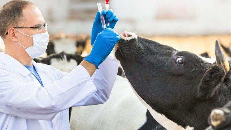 Programele de studii veterinare din Moldova, în proces de aliniere la cerințele UE