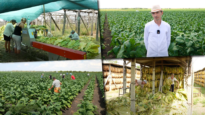 Cultivarea tutunului în Moldova: Cerere mare, producție tot mai mică