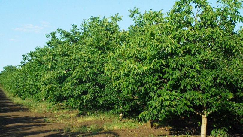 Recolta de nuci, mai mică în acest an. Care sunt cauzele