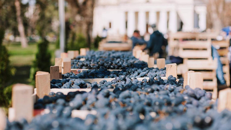 UE va permite exportul fără taxe a șapte produse agricole din Moldova