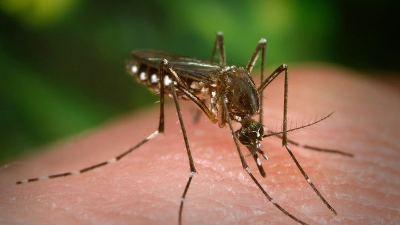 Brazilia a deschis cea mai mare biofabrică de ţânţari din lume