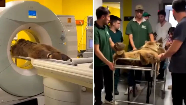 Un urs a devenit vedetă pe internet: Momentul în care e dus pe targă la medic