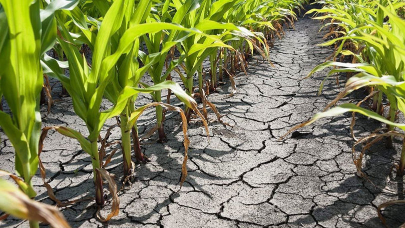 Agricultura R: Moldova, amenințată de secetă: Sfaturile unor specialiști