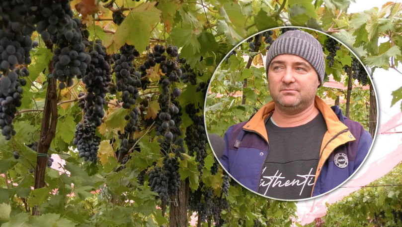 Peste cinci tone de struguri, aruncați la pământ de un fermier din Căușeni