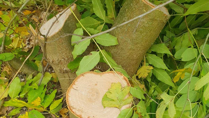 Tăieri ilegale de arbori, depistate în fondul forestier din Călărași