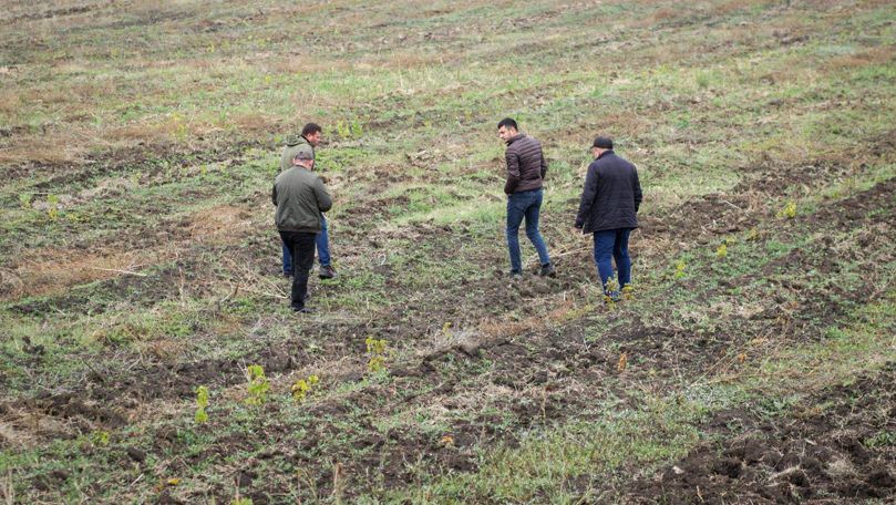 Ministerul Mediului, precizări privind puieții plantați la Mălăiești