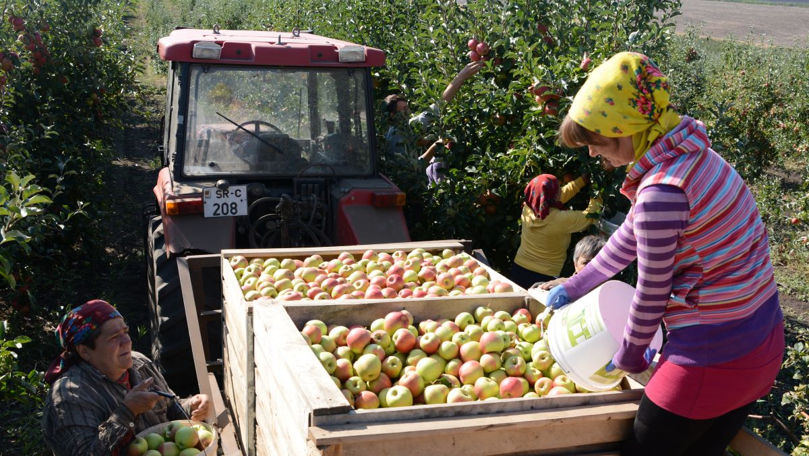 Producția de mere din Soroca, mai calitativă comparativ cu anul 2024
