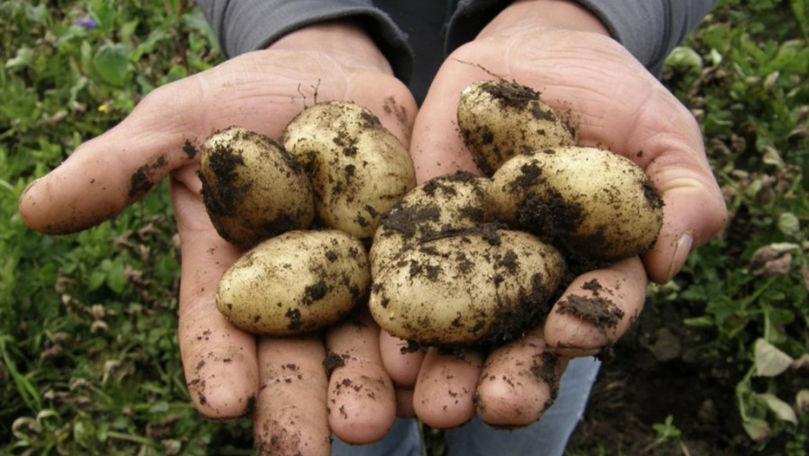 De la sapă la tehnică modernă: Povestea unui agricultor ecologic din Hâncești