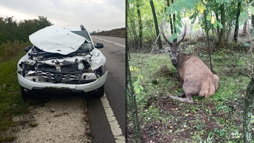 Accident în raionul Călărași: Este implicat și un cerb