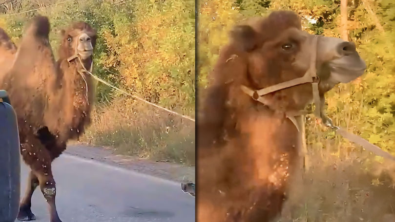 Rușii folosesc măgari și cămile pe front. Un animal, salvat de ucraineni