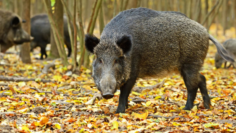 Alertă la Ialoveni. Șase localități, sub supraveghere după un focar de pestă porcină