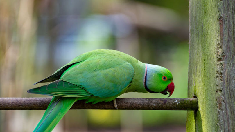 O specie tropicală de papagali se înmulțește în România