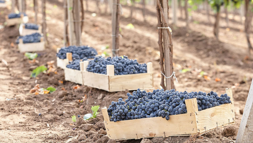 Nouă viticultori din Cahul au primit certificarea pentru a exporta struguri în UE