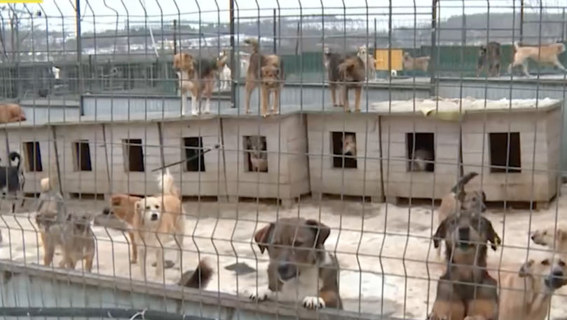 Pe timp de iarnă, întreținerea câinilor de la Azilul de Animale devine mai anevoioasă