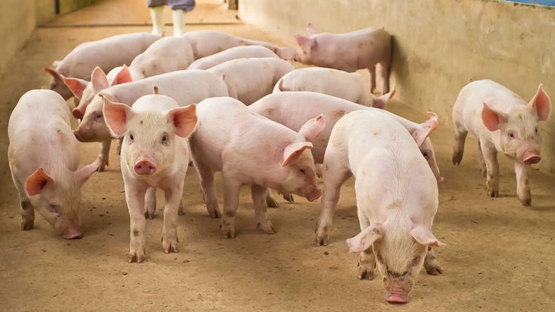 Peste 700 de porci au murit în urma unui incendiu în stânga Nistrului