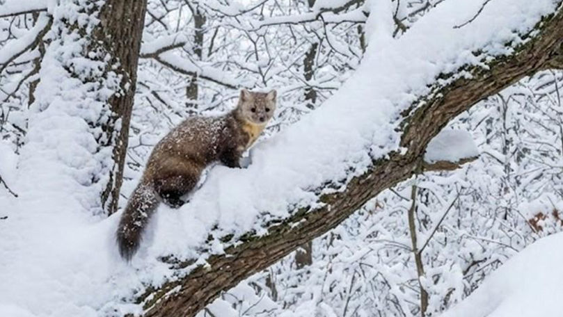 Imagini spectaculoase cu animale sălbatice, surprinse în pădurile izolate din România