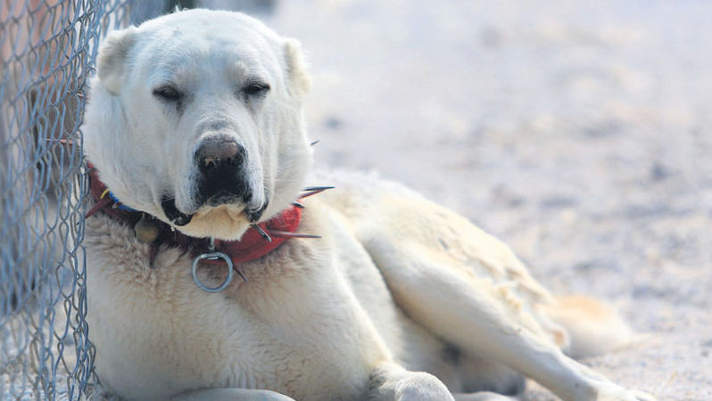 Mai multe rase de câini nu vor mai putea fi crescute în Moldova. Care e motivul