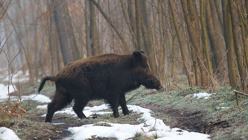 Focar de pestă porcină africană, depistat în localitatea Sărata-Răzeși