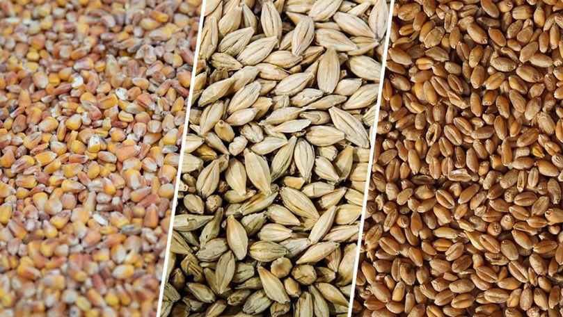 Prețurile cerealelor în Moldova au crescut, dar tendința nu este încă durabilă
