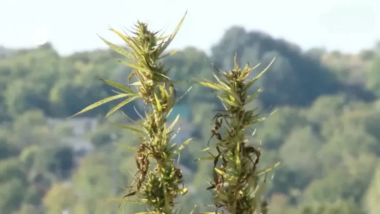 Guvernul a aprobat reguli noi pentru cultivarea, procesarea și comercializarea cânepii industriale