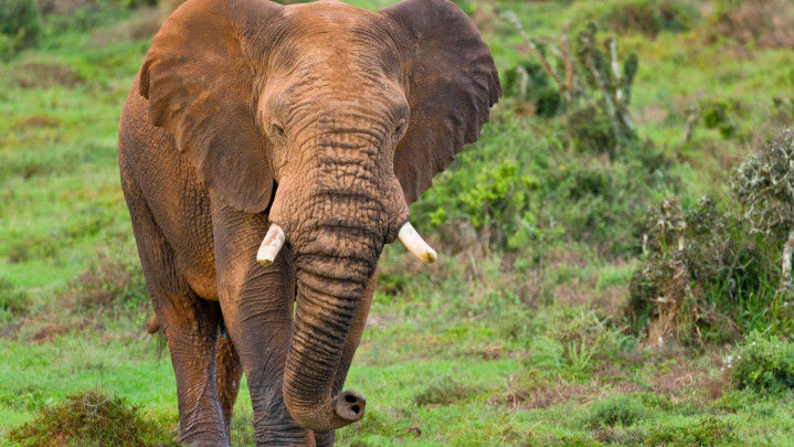 Un milionar american plecat la vânătoare în Africa Centrală a fost ucis de elefanți