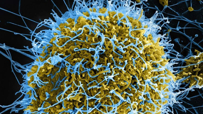 Ebola: Peste 200 de decese în Congo. Zece ţări africane prezintă riscuri