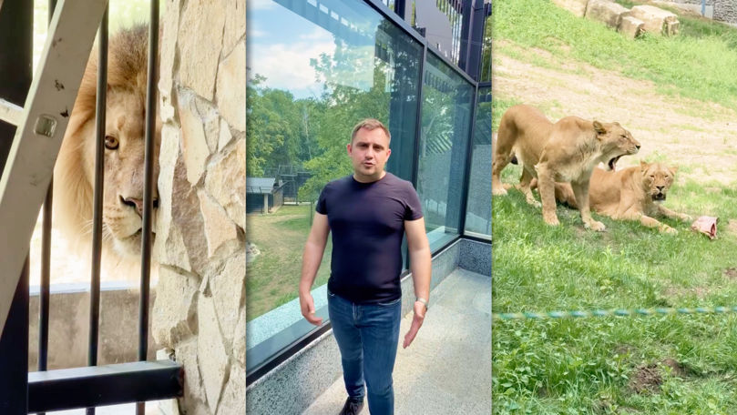 Leii de la Grădina Zoologică au fost mutați într-un spațiu nou, de cinci ori mai mare