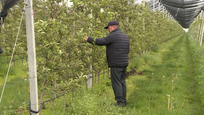 Agricultori: O noapte cu temperaturi negative poate distruge munca unui întreg sezon