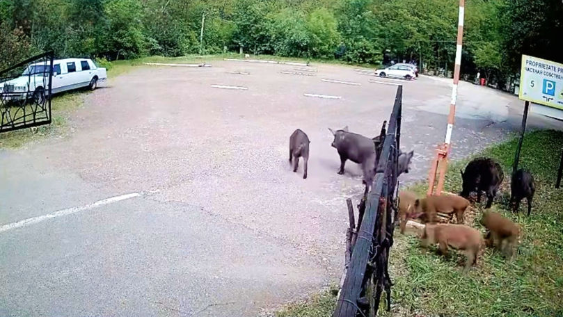 O turmă de mistreți, surprinsă în parcarea unui restaurant din Parcul Național Orhei