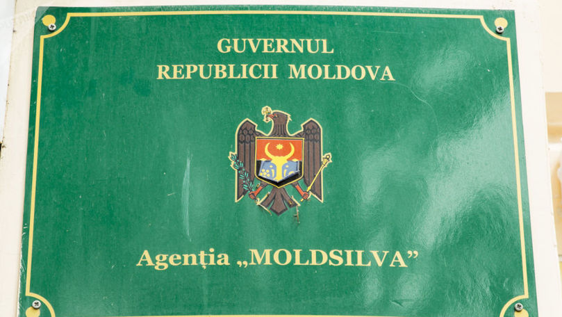 Reforma „Moldsilva”: Fără concedieri, dar cu reorganizarea sistemului forestier