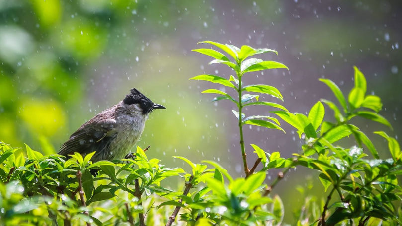 Meteo 31 mai 2026: Va ploua slab în nordul și centrul țării. Maximele prognozate